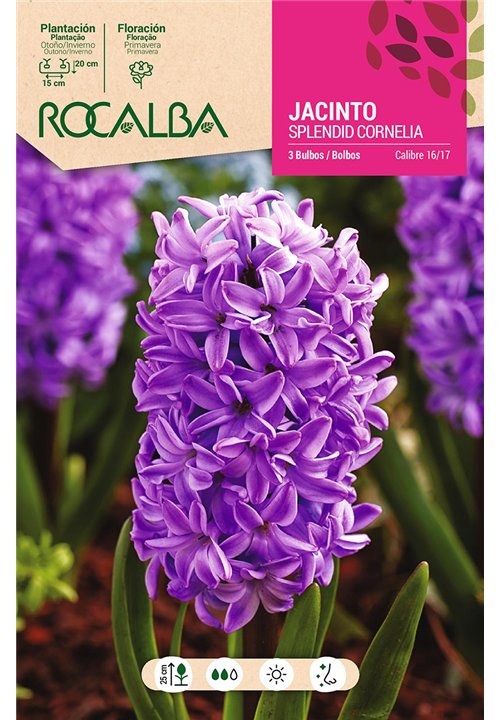 SPLENDID CORNELIA -PURPURA