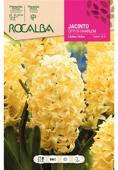 CITY OF HAARLEM -AMARILLO