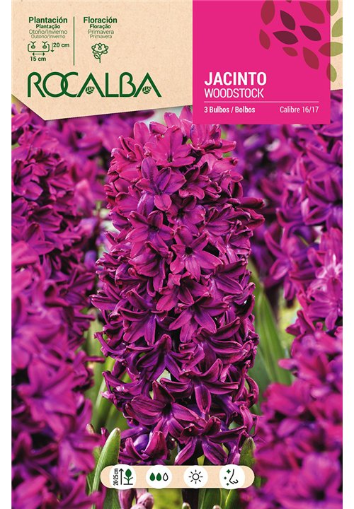 WOODSTOCK -ROJO PURPURA