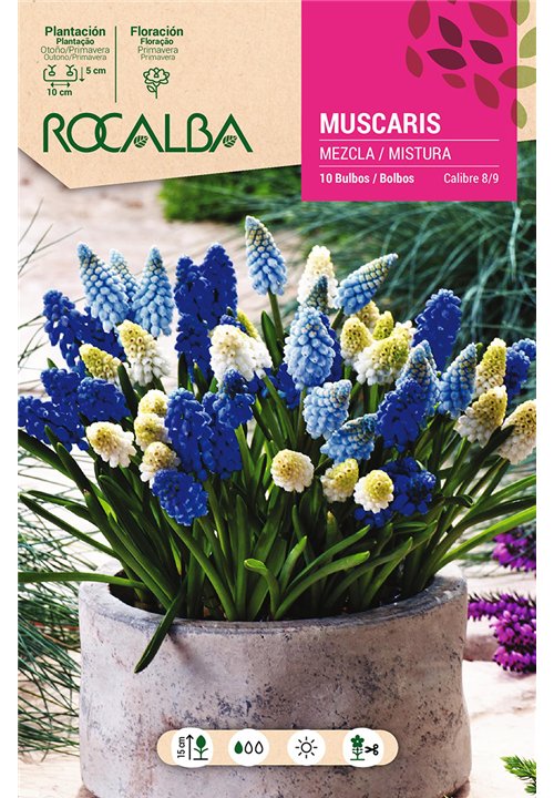 MUSCARIS -MEZCLA DE COLORES