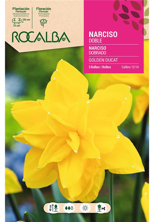 GOLDEN DUCAT -AMARILLO