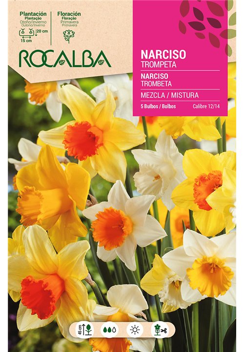 NARCISOS TROMPETA -MEZCLA DE COLORES