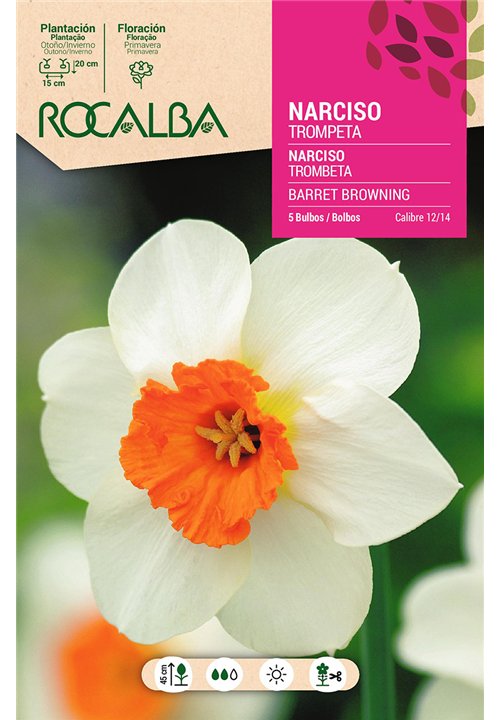 BARRET BROWNING -BLANCO CENTRO NARANJA