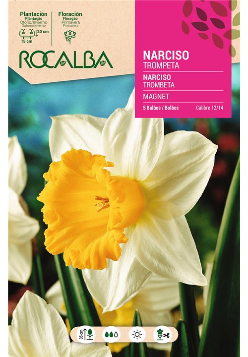 MAGNET -BLANCO TROMPETA AMARILLA