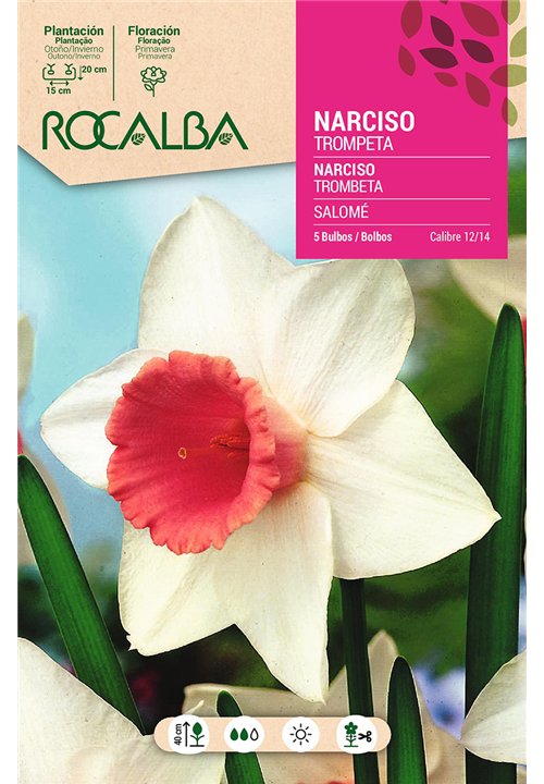 SALOME -BLANCO TROMPETA ROSA