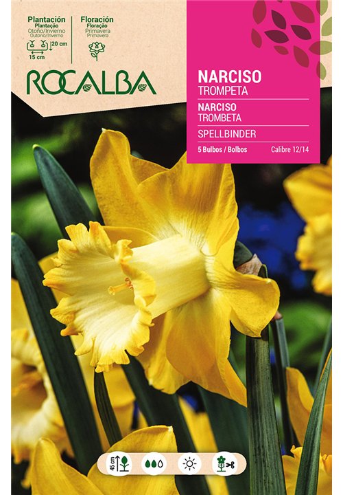 SPELLBINDER -AMARILLO CREMA