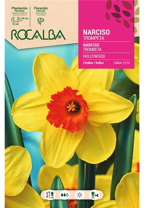 HOLLYWOOD -AMARILLO CENTRO NARANJA