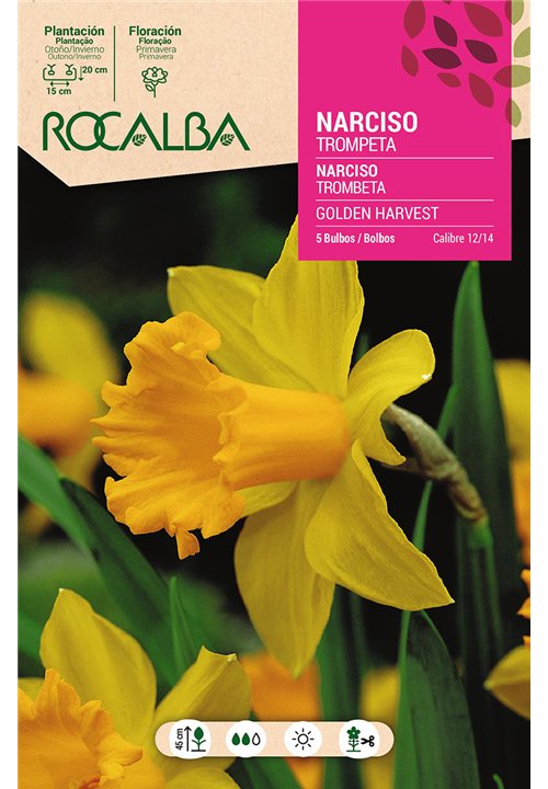 GOLDEN HARVEST -AMARILLO