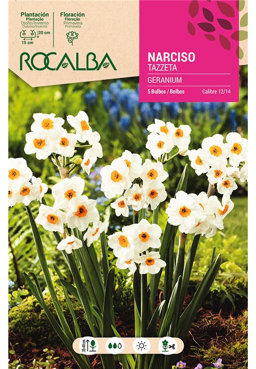 GERANIUM -BLANCO CENTRO NARANJA