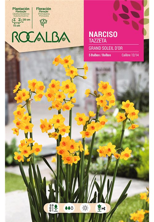 GRAND SOLEIL D'OR -AMARILLO