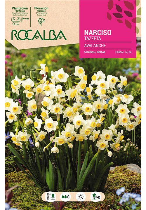 AVALANCHE -BLANCO CENTRO AMARILLO