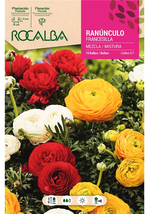 RANUNCULOS -MEZCLA DE COLORES