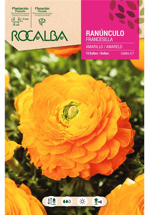 RANUNCULOS -AMARILLO