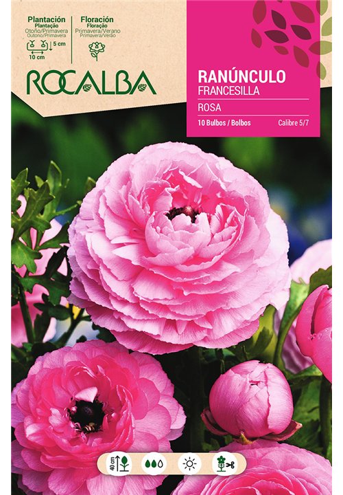 RANUNCULOS -ROSA