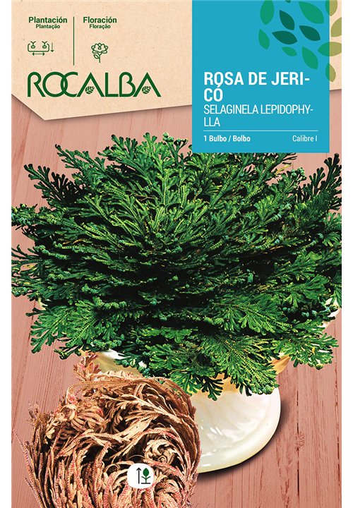 SELAGINELLA LEPIDOPHILA -VERDE