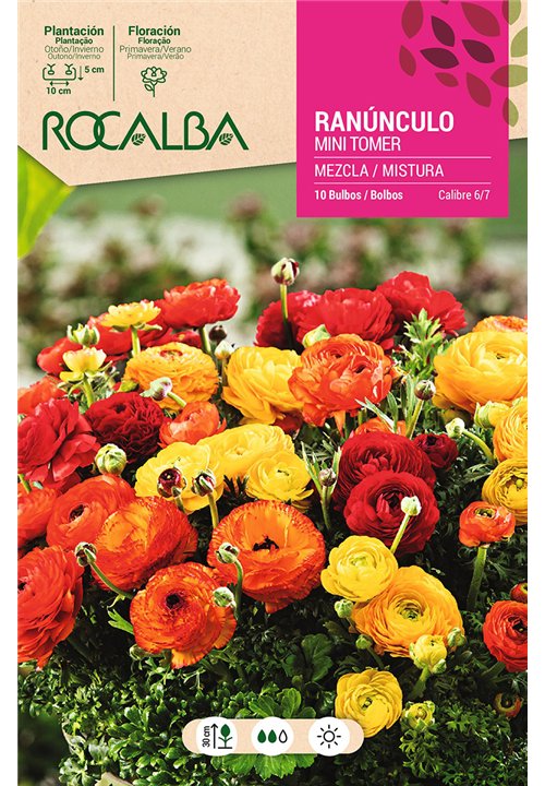 RANUNCULOS MINI TORNER-MEZCLA DE COLORES