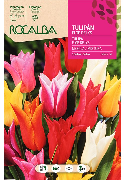 TULIPAN FLOR DE LYS -MEZCLA DE COLORES