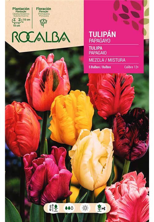 TULIPAN PAPAGAYO -MEZCLA DE COLORES