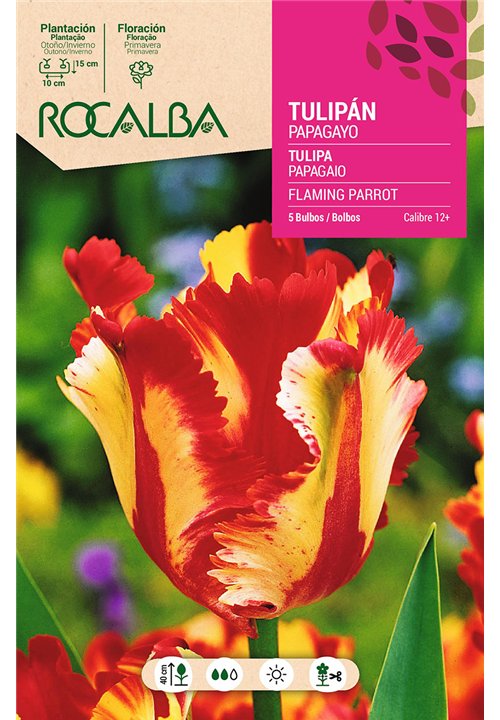 FLAMING PARROT-AMARILLO Y ROJO CON VERDE