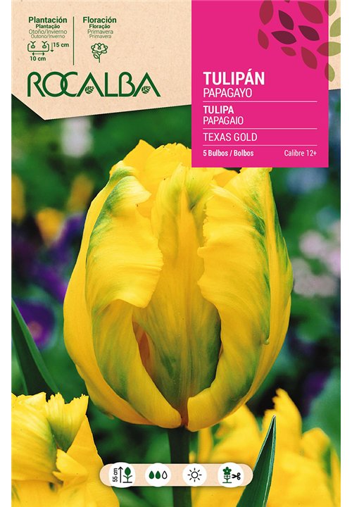 TEXAS GOLD -AMARILLO