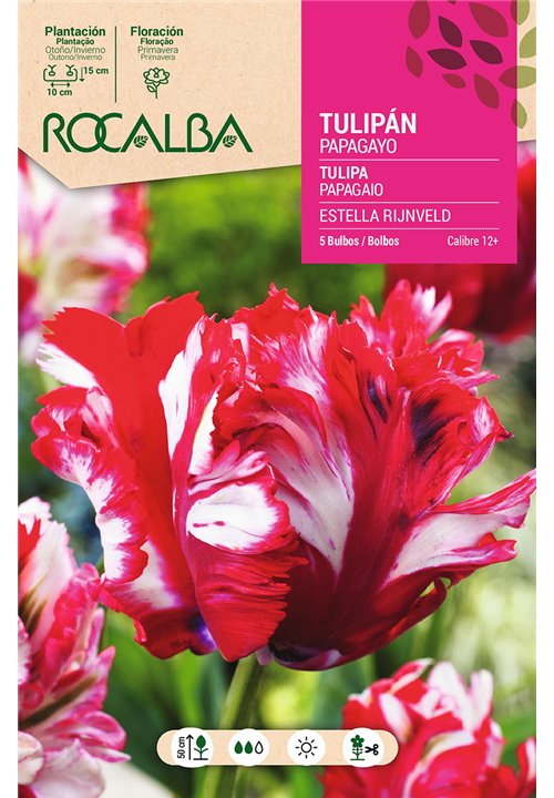 ESTELLA RIJNVELD-ROJO Y BLANCO CON VERDE