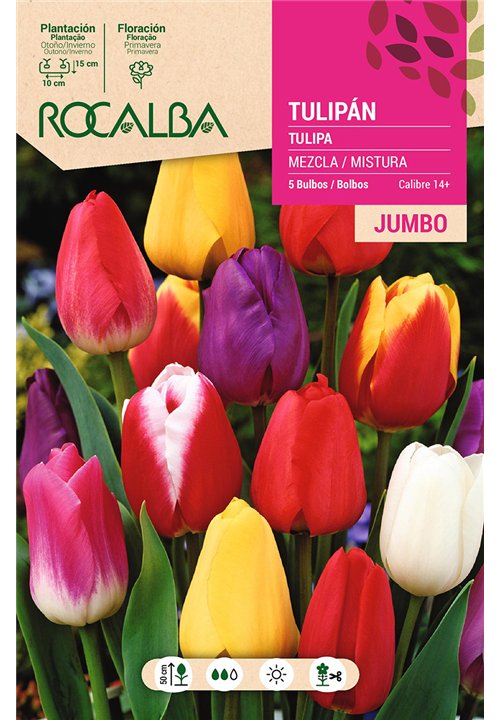 TULIPANES JUMBO -MEZCLA DE COLORES