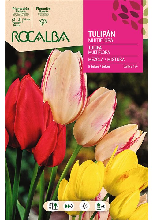TULIPAN MULTIFLORA -MEZCLA DE COLORES