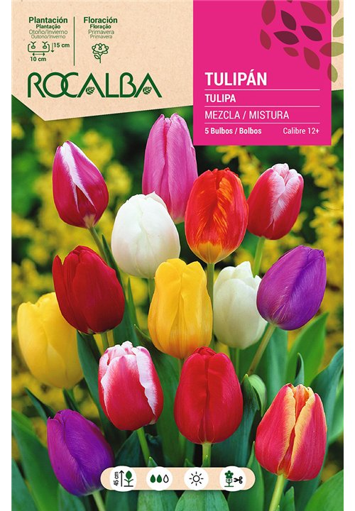 TULIPAN 12+ MEZCLA DE COLORES