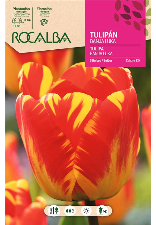 BANJA LUKA -AMARILLO BORDE ROJO