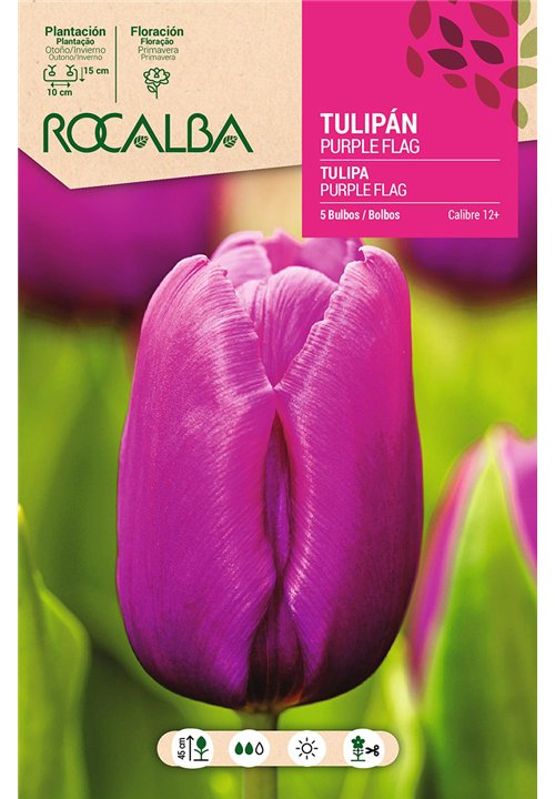 PURPLE FLAG -PURPURA