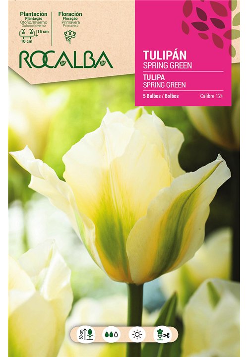 TULIPAN SPRING GREEN -BLANCO MARFIL CON VERDE-