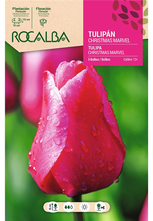 TULIPAN CHRISTMAS MARVEL -ROSA CARMIN-