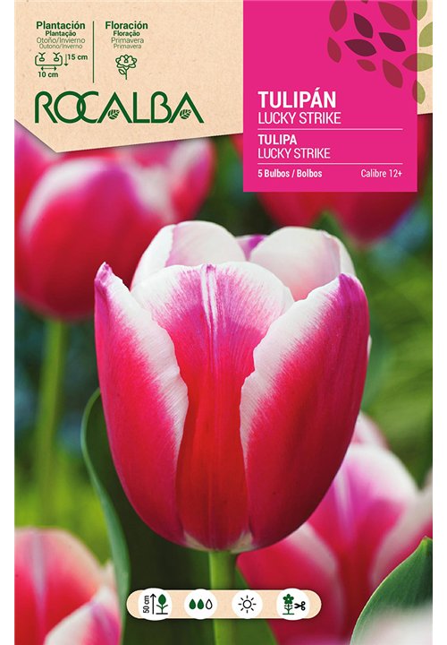 TULIPAN LUCKY STRIKE -ROJO BORDE BLANCO-