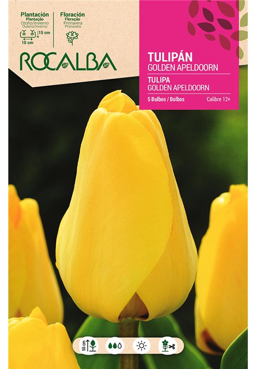 TULIP GOLDEN APELDOORN -SHINY YELLOW-