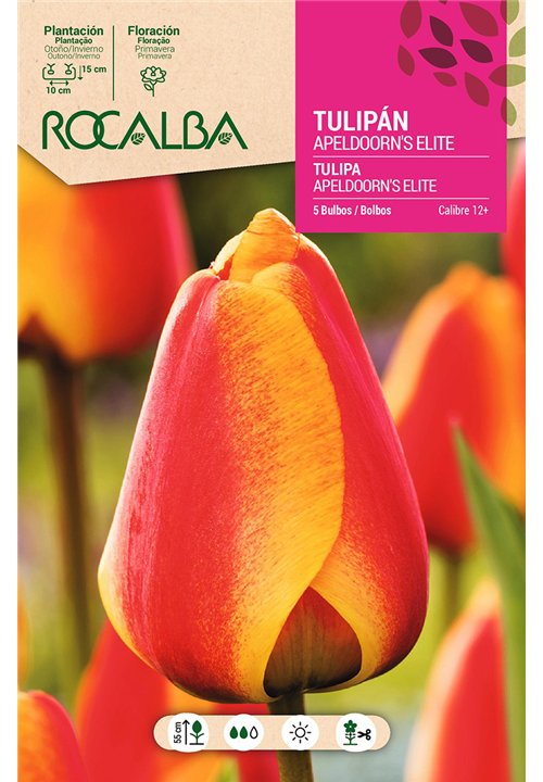 TULIP APELDOORN'S ELITE -RED WITH YELLOW SRTIPES-