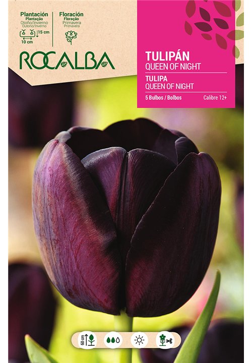 TULIPAN QUEEN OF NIGHT -NEGRO-