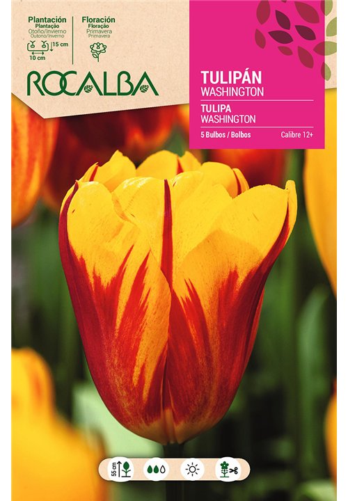 TULIPAN WASHINGTON -AMARILLO FLAMBEADO ROJO-