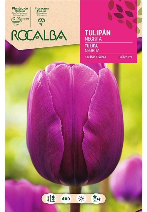 tulip NEGRITA -VIOLET-