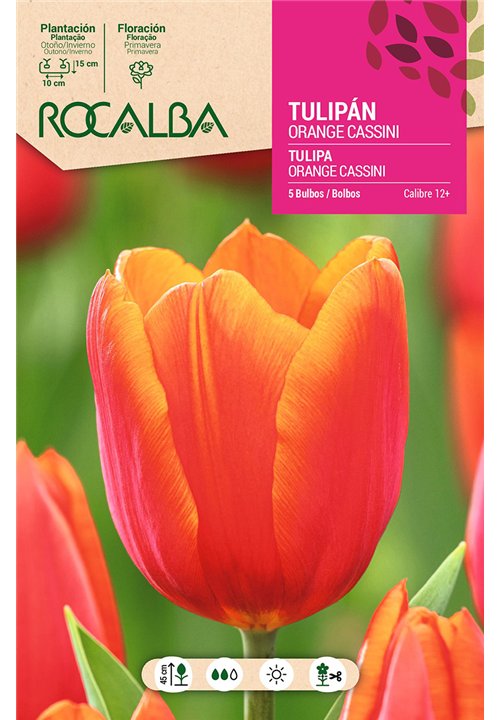 TULIP ORANGE CASSINI -ORANGE AND SALMON SPOTTED-