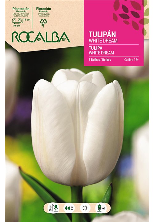 TULIPÁN WHITE DREAM -BLANCO PURO-