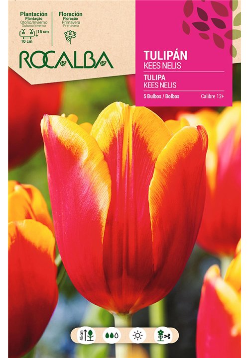 TULIPAN KEES NELIS -ROJO Y AMARILLO-