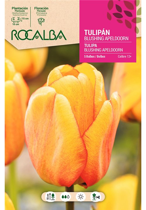 TULIPAN BLUSHING APELDOORN -AMARILLO ESTRIADO ROJO-