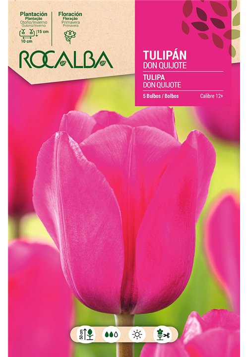 TULIPAN DON QUIJOTE -ROSA-