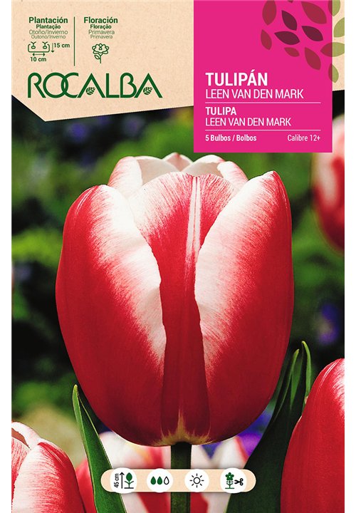 TULIPAN LEEN V.D.MARK -ROJO Y BLANCO-