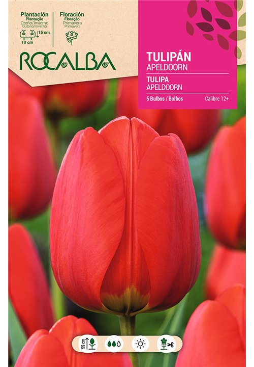 TULIP APELDOORN -ORANGEY/RED-