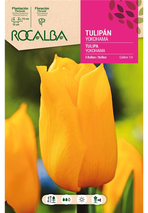 TULIPAN YOKOHAMA -AMARILLO PURO-