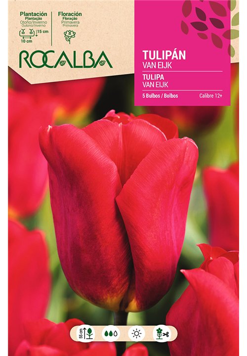 TULIPAN VAN EIJK -ROSA-