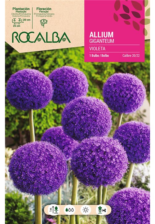 ALLIUM GIGANTEUM -VIOLETA