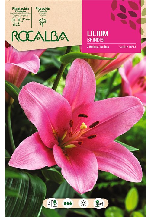 BRINDISI -ROSA SUAVE