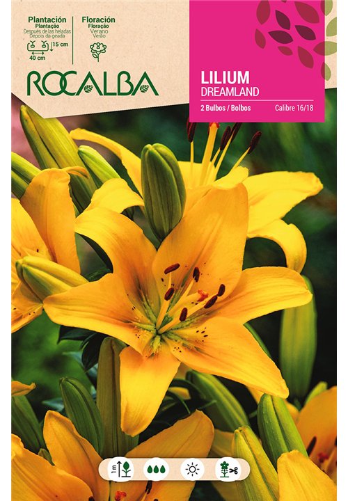 DREAMLAND -AMARILLO PUNTOS ROJOS